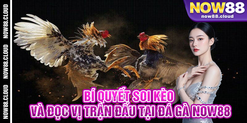 Bí Quyết Soi Kèo Và Đọc Vị Trận Đấu Tại Đá Gà Now88