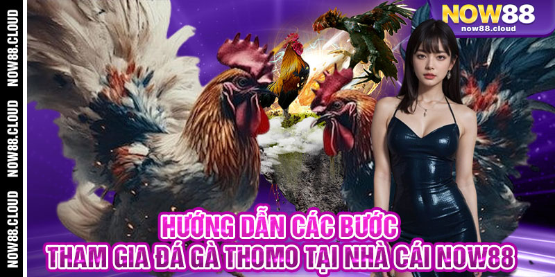 Hướng Dẫn Các Bước Tham Gia Đá Gà Thomo Tại Nhà Cái Now88