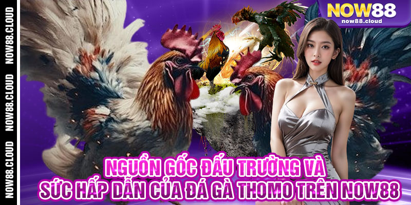 Nguồn Gốc Đấu Trường Và Sức Hấp Dẫn Của Đá Gà Thomo Trên Now88
