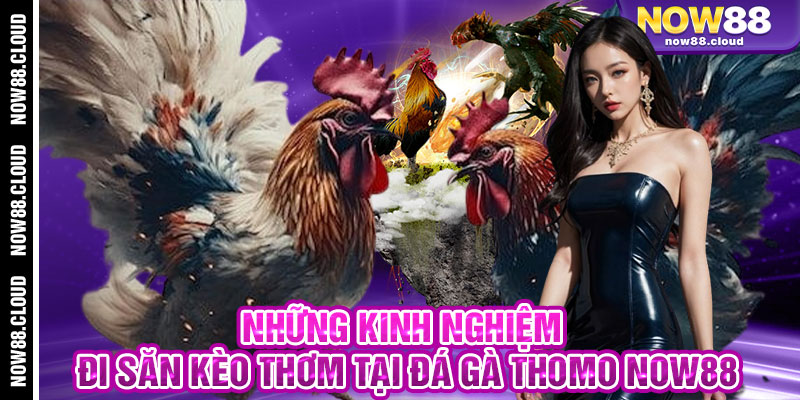 Những Kinh Nghiệm Đi Săn Kèo Thơm Tại Đá Gà Thomo Now88
