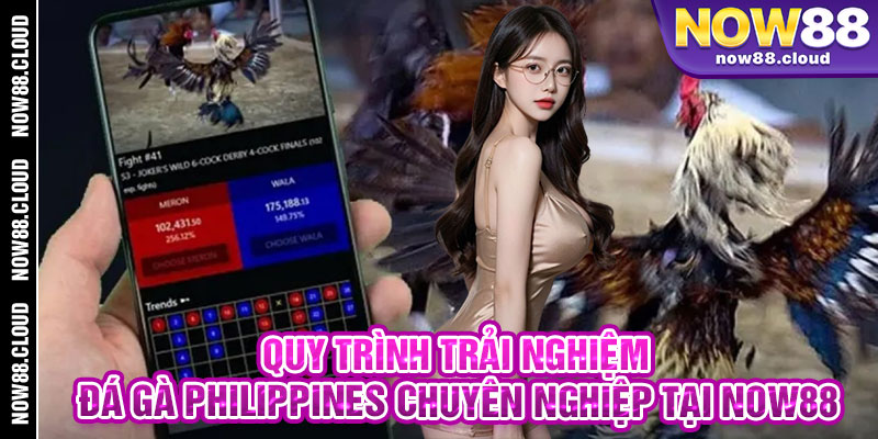 Quy Trình Trải Nghiệm Đá Gà Philippines Chuyên Nghiệp Tại Now88