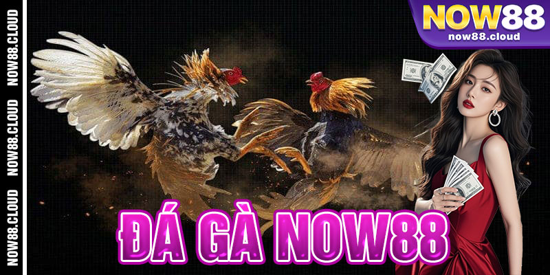 đá gà Now88