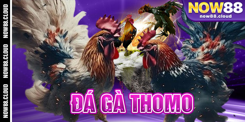 đá gà Thomo